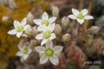 Sedum dasyphyllum a (2)~0.jpg