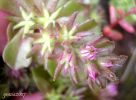 Sedum stellatum cc 3~0.jpg