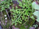 Selaginella denticulata.JPG