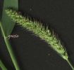 Setaria viridis.jpg