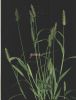 Setaria viridis~0.jpg