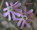 Silene bellidifolia (1).jpg