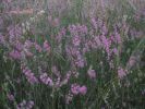 Silene bellidifolia Bausolanas 1.jpg