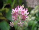 Silene bellidifolia Bausolanas.jpg