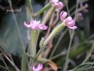 Silene bellidifolia.jpg