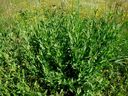 Silene_vulgaris_28329.jpg