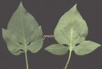 Solanum dulcamara 001~0.jpg