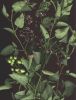Solanum dulcamara s.jpg