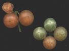 Solanum luteum 001 a.jpg