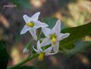 Solanum nigrum (4).JPG