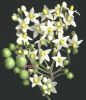 Solanum nigrum fiori e frutti.jpg