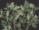 Solanum nigrum s x.jpg