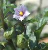 Solanum sodomaeum 003 a.jpg