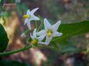 Solanum_nigrum_28129.JPG