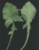 Sonchus oleraceus~0.jpg