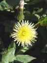 Sonchus_oleraceus_28129p.jpg