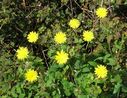 Sonchus_tenerrimus_28129.jpg