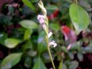 Spiranthes aestivalis T. 002.jpg