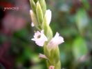 Spiranthes aestivalis T. 006.jpg