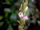 Spiranthes aestivalis T. 014.jpg