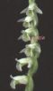 Spiranthes spiralis infior 1.jpg