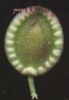Tordylium apulum seme~0.jpg