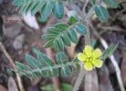 Tribulus terrestris q (2)~0.jpg