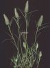 Trifolium angustifolium.jpg