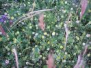 Trifolium aureum.jpg
