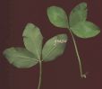 Trifolium pratensis foglia.jpg