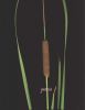 Typha angustifolia.jpg