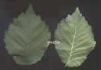 Ulmus sp..jpg