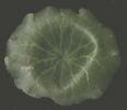 Umbilicum pupestris foglia 1.jpg