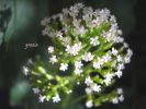 Valeriana dioica m 3 (4).jpg