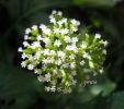 Valeriana dioica m 3.jpg