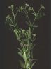 Valerianella locusta 1.jpg