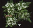 Valerianella locusta fiori.jpg