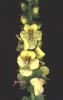Verbascum creticum (1).jpg