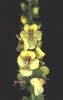 Verbascum creticum 002.jpg