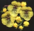 Verbascum creticum fiori1.jpg