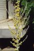 Verbascum pulverulentum s.b..jpg