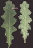 Verbascum sinuatum~0.jpg
