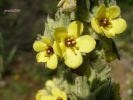 Verbascum_conocarpum_T__28429.JPG