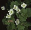 Veronica cymbalaria fiori1.jpg