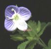 Veronica persica 002a.jpg