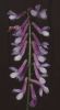 Vicia cracca fiore.jpg