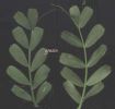 Vicia saepium foglie.jpg