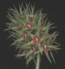 trifolium stellatus a1.jpg