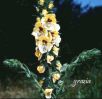 verbascum creticum.jpg