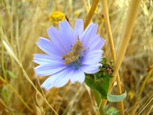 Cichorium hyntibus k (1)